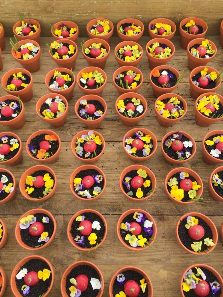 Edible plant pots by Theo (vegan)